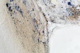 Best Commercial Mold Inspection  in Morristown, IN